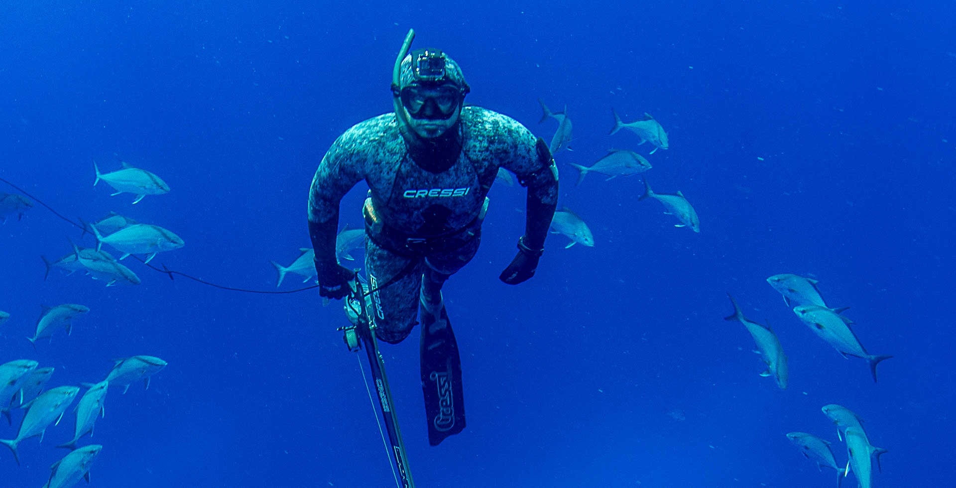 Underwater shot of a school of fish in blue water.